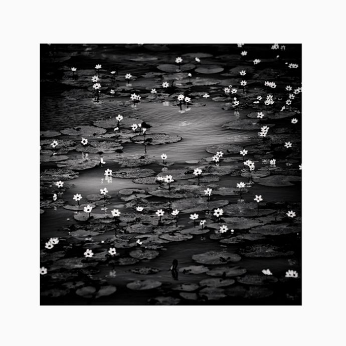 Petals Adrift Art Print