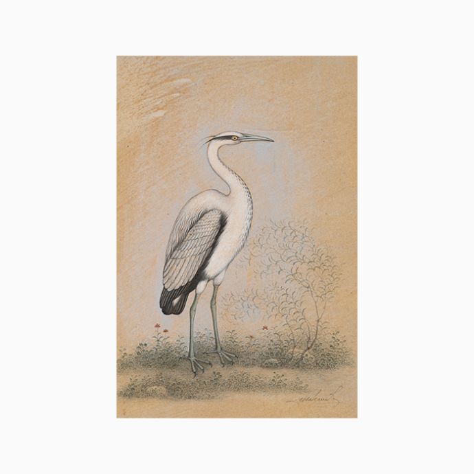 Grey Heron
