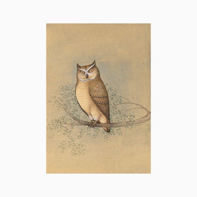 Indian Great Horned Owl