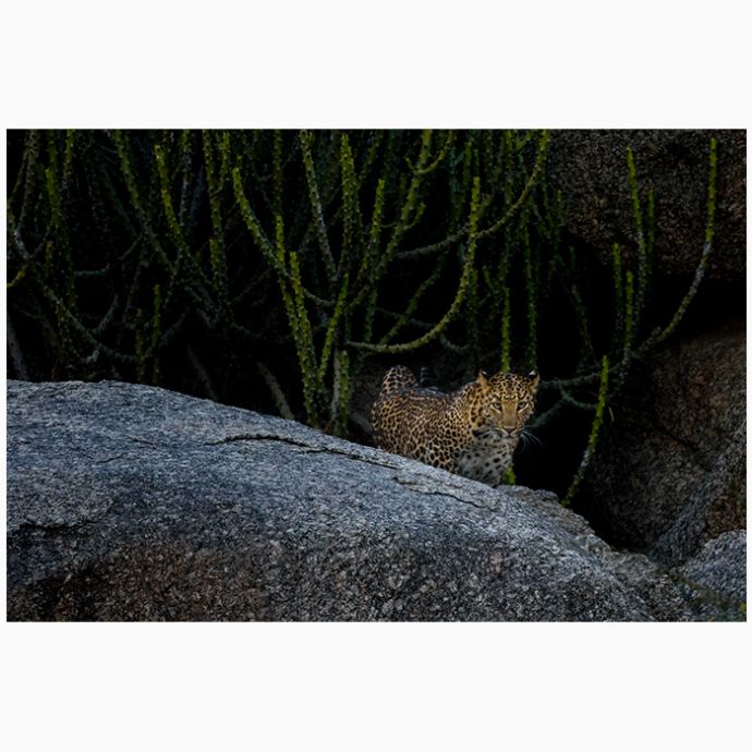 On the Prowl